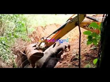 മലപ്പുറം കരുളായിയിൽ കിണറ്റിൽ വീണ കാട്ടാനയെ രക്ഷപ്പെടുത്തിയപ്പോൾ