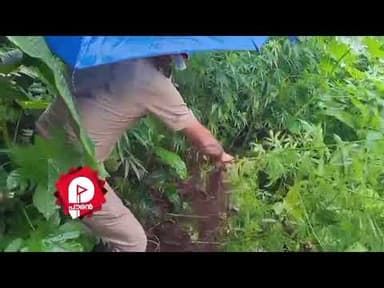 പ്രവർത്തനം നിർത്തിയ ആലുവ കാത്തായി കമ്പനി വളപ്പിൽ കഞ്ചാവ് കൃഷി കണ്ടെത്തി