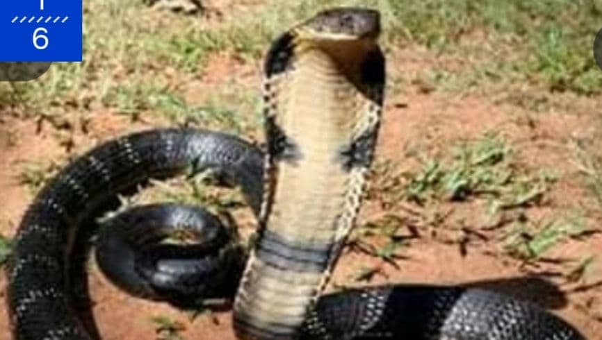 കേരളത്തിൽ അത്യുഗ്ര വിഷം പത്തിനം പാമ്പുകൾക്ക്