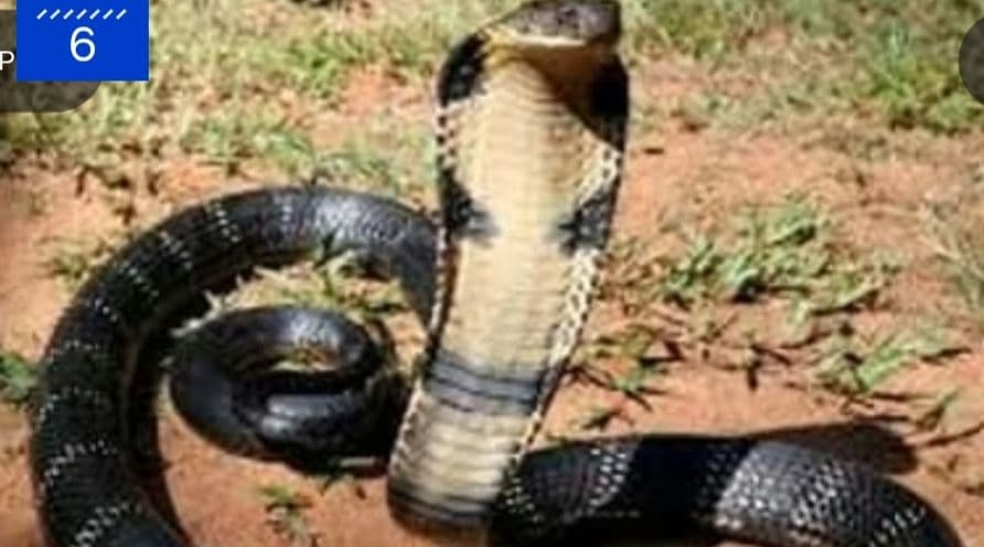 കേരളത്തിൽ അത്യുഗ്ര വിഷം പത്തിനം പാമ്പുകൾക്ക്