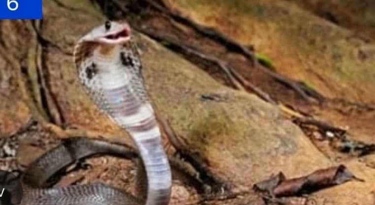 കേരളത്തിൽ അത്യുഗ്ര വിഷം പത്തിനം പാമ്പുകൾക്ക്