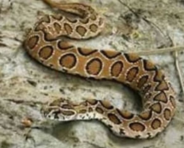 കേരളത്തിൽ അത്യുഗ്ര വിഷം പത്തിനം പാമ്പുകൾക്ക്