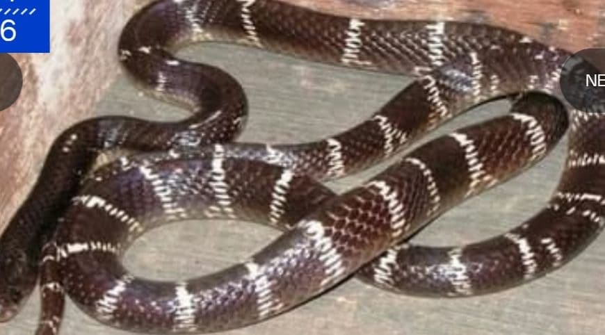 കേരളത്തിൽ അത്യുഗ്ര വിഷം പത്തിനം പാമ്പുകൾക്ക്