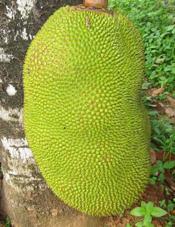 മൂർഖൻ പാമ്പിനെ ചക്ക കൊന്നു