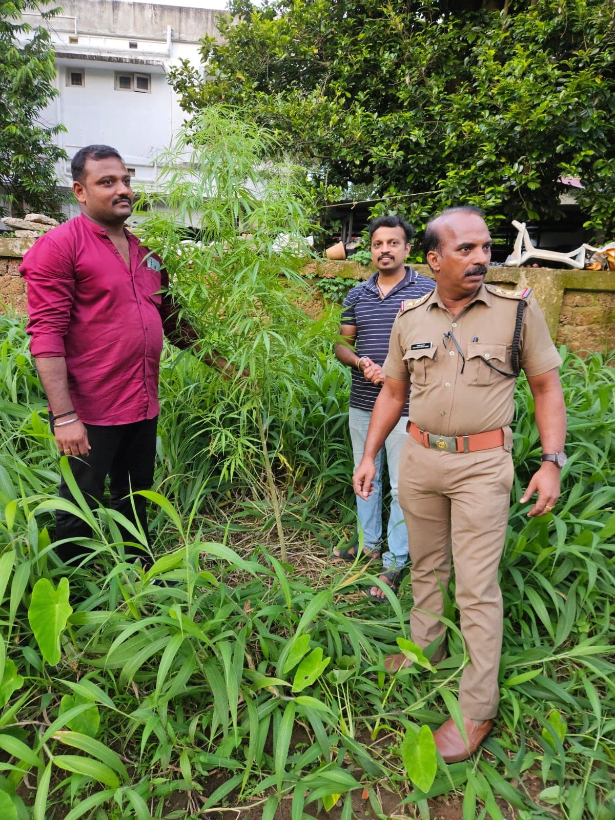എസ്പി ഓഫീസ് ക്യാമ്പിന് സമീപത്തെ പറമ്പിൽ നിന്ന് കഞ്ചാവ് ചെടി