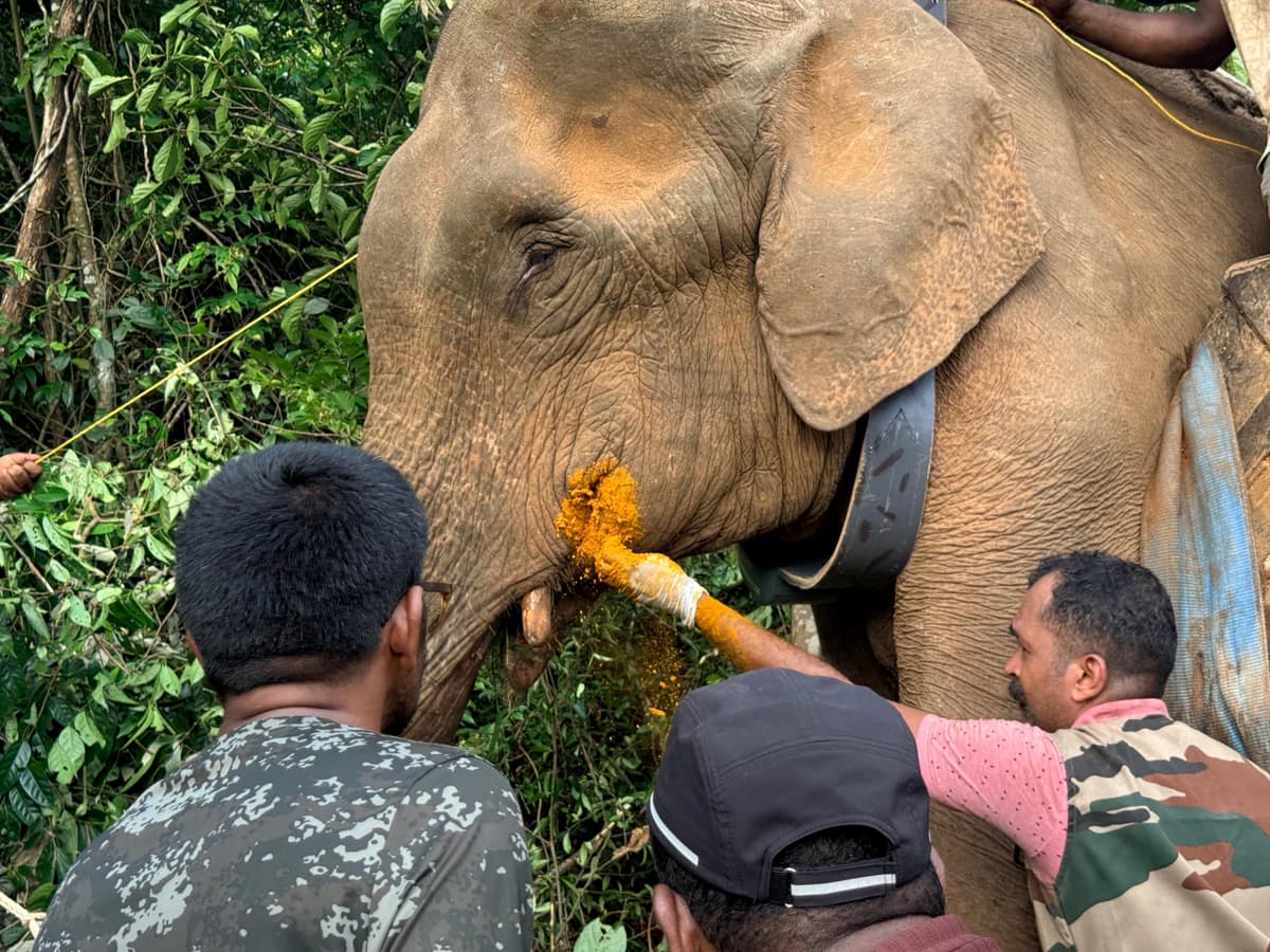 റേഡിയോ കോളർ ഘടിപ്പിച്ച് കാട്ടാനയെ വനത്തിലേക്ക് തിരിച്ചുവിട്ടു