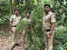 മണപ്പുറത്ത് കഞ്ചാവ് ചെടി കണ്ടെത്തി