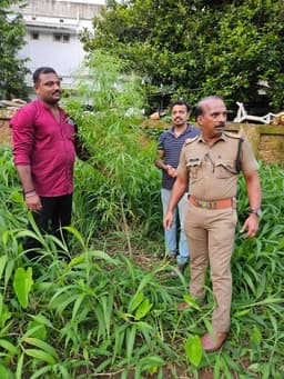 എസ്പി ഓഫീസ് ക്യാമ്പിന് സമീപത്തെ പറമ്പിൽ നിന്ന് കഞ്ചാവ് ചെടി